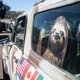 Illustration for article titled Heres What Stood Out at a Gathering of Extreme Overland Camping Vehicles